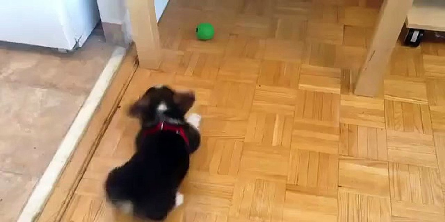 ARCHER THE CORGI PUP VS THE GREEN BALL!