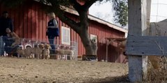 BUDWEISER SUPER BOWL XLVIII COMMERCIAL --  PUPPY LOVE