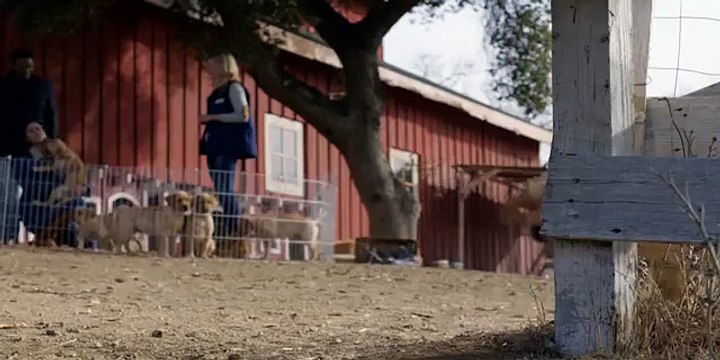 BUDWEISER SUPER BOWL XLVIII COMMERCIAL PUPPY LOVE