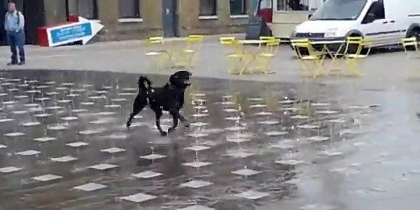 CUTE DOG HAVING FUN IN A WATER FOUNTAIN