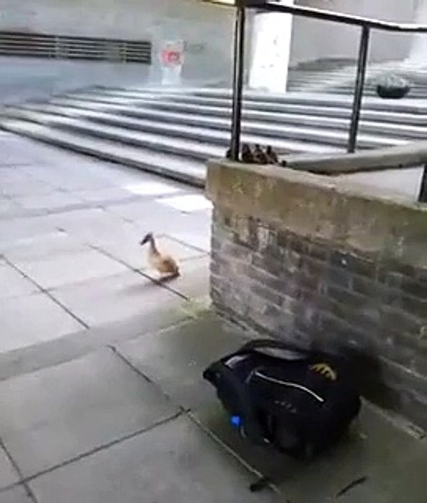 DUCKLINGS TAKE LEAP OF FAITH ON UCD CAMPUS