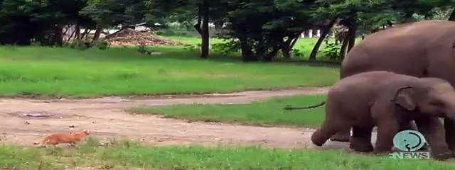BABY ELEPHANT AND A CAT