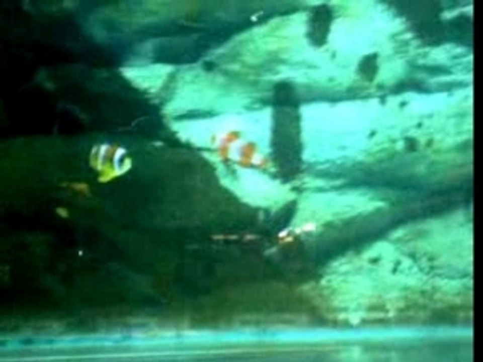 Nemo