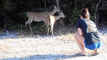 Petting a key deer