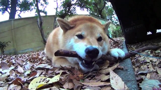 Cutiest dog shiba inu in the world MaruTaro