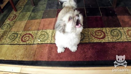 Meet Cody The Screaming Dog