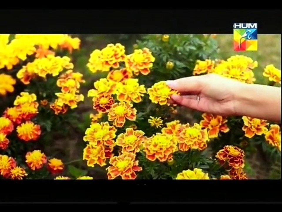 Ishq Ibadat 9 P2