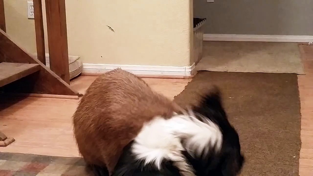 Capybara kisses