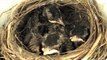 Robin Bird Nest - Eggs Hatching - ThirdChoiceVideos HD