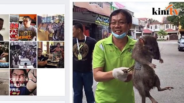 'Tikus gergasi' serang Subang Jaya?