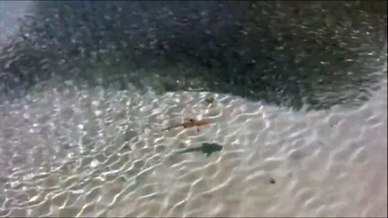 Fishes attacking school of fish