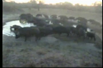 5.27.07 5.36pm Cape Buffalo Herd to the WH with lone Heron