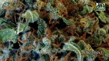 ‪Some of the World`s finest Cannabis strains RELOADED‬‏ - Swiss-Herbs.com