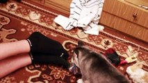 Хаски Siberian Husky sled dog Funniest Husky