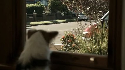 Revolution for Dogs TVC