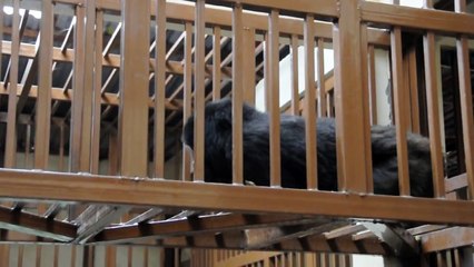 Mountain Gorilla Orphan Introduction Gets Off to a Rocky Start