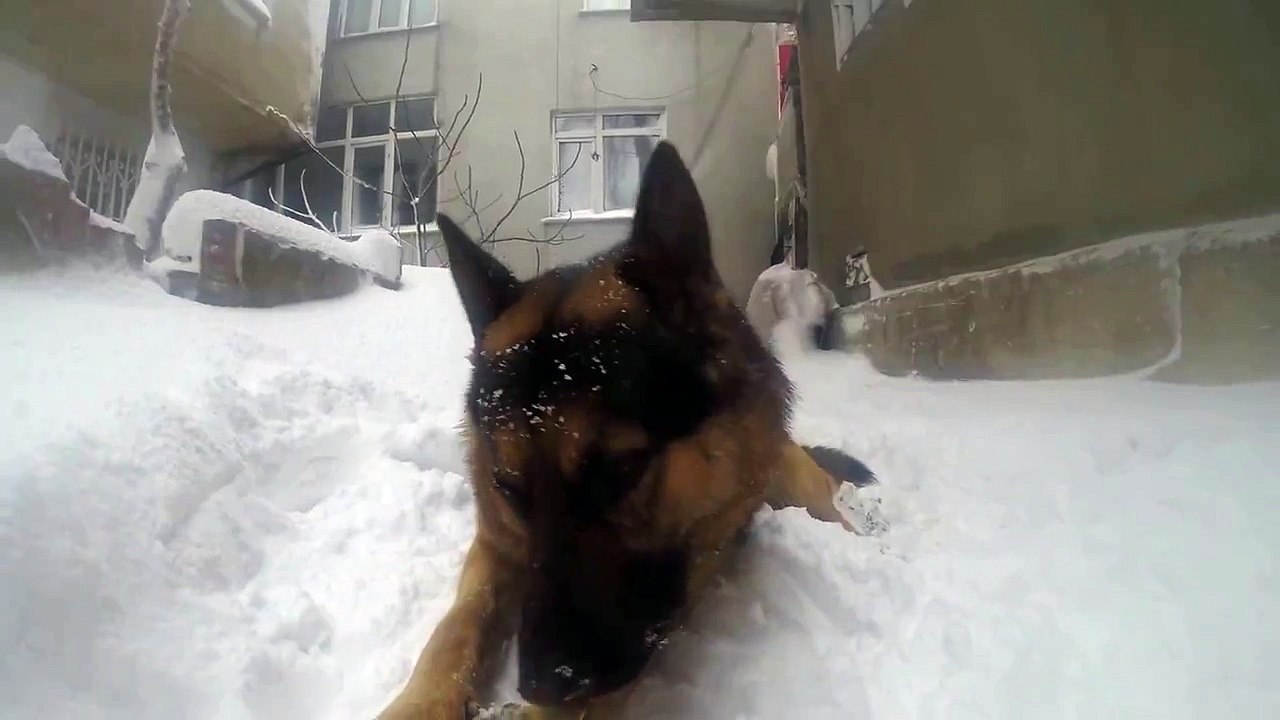German Shepherd Gpro