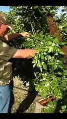 Bee swarm shakedown