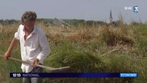 Île de Ré : très bonne récolte de sel en perspective !