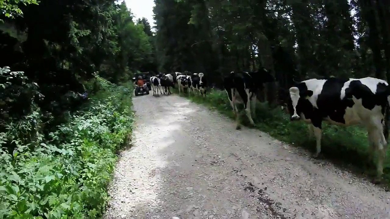 gopro 2015 quad giro x boschi