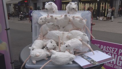 GAIA veut que les Belges "ne passent pas l'éponge sur la souffrance animale"