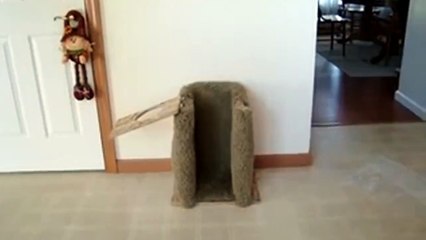 OMG! You've never seen a dog eating like this! Unbelievable!