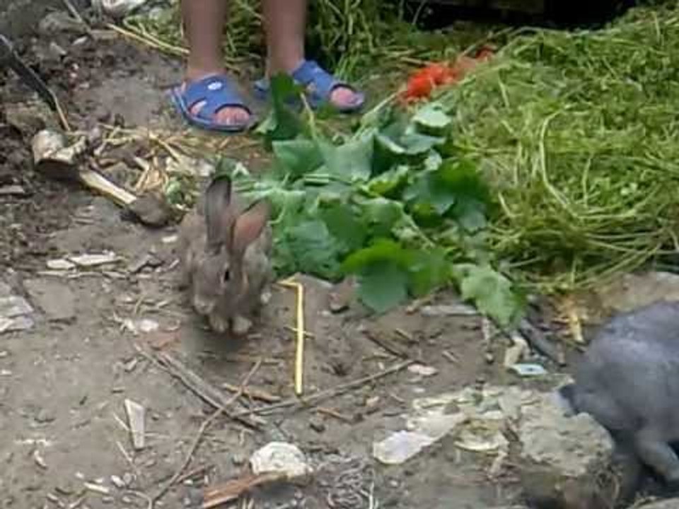 Kiko and Kika play today together