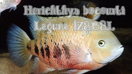 0203 0209 En aqurium chez JC Nourissat par P de Rham