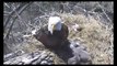 MN Bound Eagles  5 4 14  Bonking Feeding Bonding Wingersizing Pin Feathers