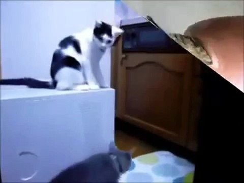 Le chat qui sème la zizanie