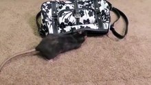 Must be the smartest rat ever! She knows how to get money in