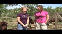 Horses on Death Row helping Romanian horses (3)