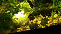 FishRoom: Planted Tanks Update