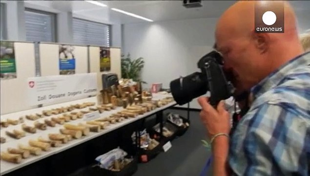 Autoridades suizas incautan 262 kilos de colmillos de elefante en el aeropuerto de Zúrich