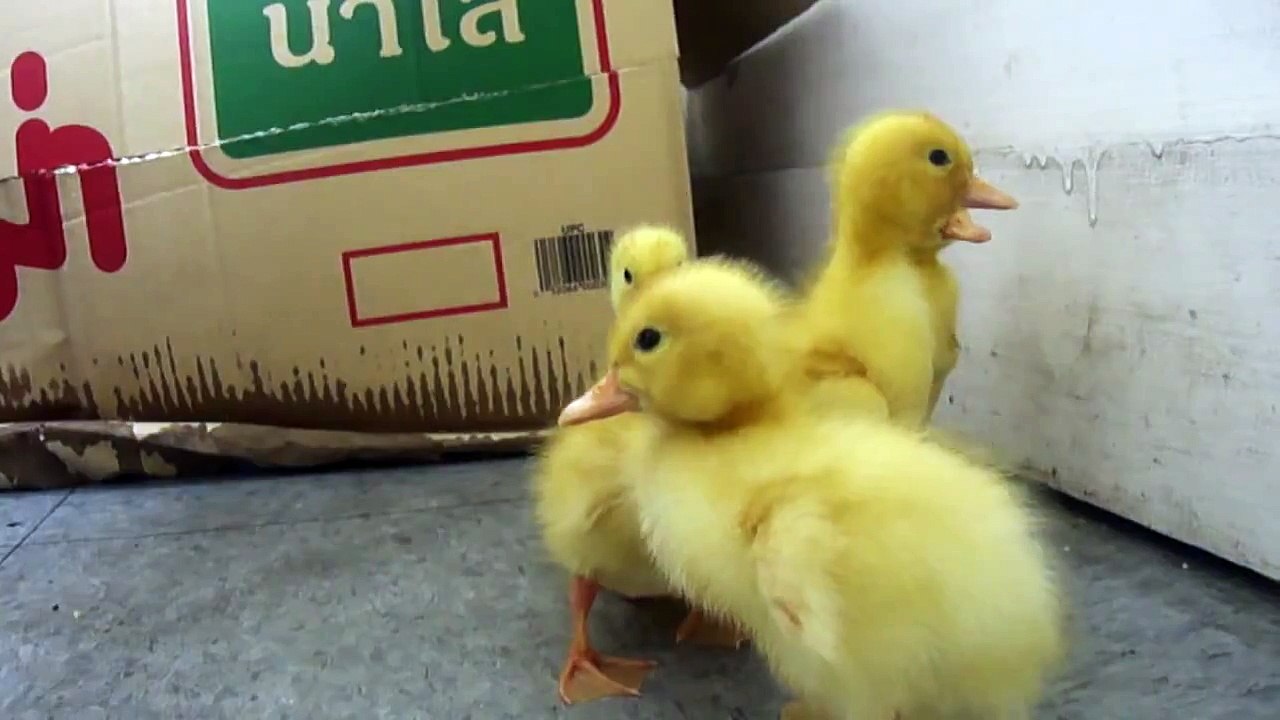 Little ducklings hatching from fertilized eggs