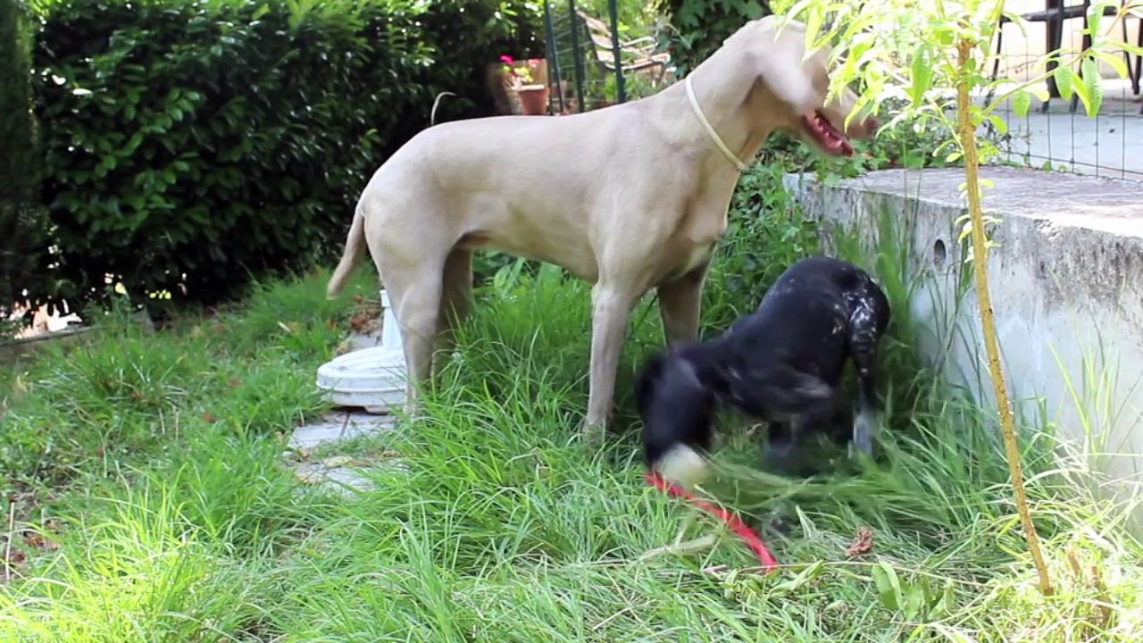 Monsters Squad ♡ Lolypop, 2 months & Dixie