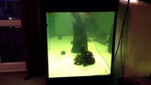 Happier piranha in tinted water,peat balls and yellow bulb tint:)