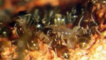 L. humile Argentine Ant Extreme Macro Brood