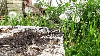 Camponotus vagus: Nuptial flight