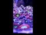 Rare Reef - 360 Gallon Acrylic Tank