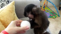 baby monkey nala plays with a NEW ear cleaning bulb