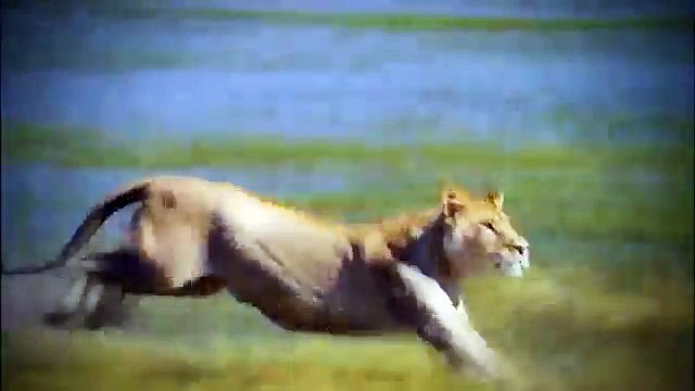 African Lions National Geographic Documentary 720p National Geographic Wild Premiere TV™