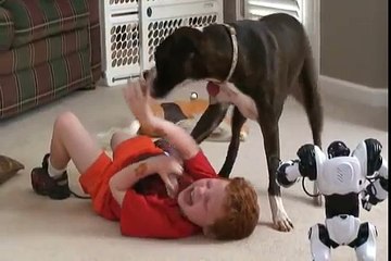 Boxer Dogs Playing