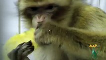 Berberaap Lulú verhuist naar primaten afdeling
