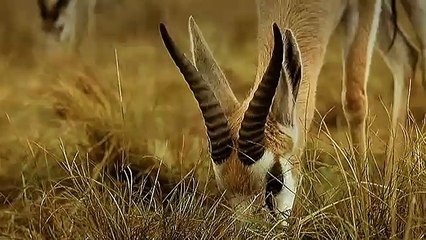 upc cablecom Gepard - Einfach genial, der Schnellste zu sein!