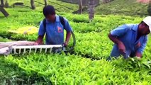 Tea harvester or plucking machine in the Nilgiri hills - by Priya Traders