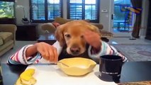 Cats and dogs eating with hands Funny and cute animal compilation