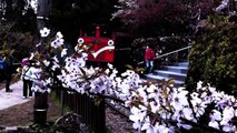阿里山小火車與櫻花-20110330