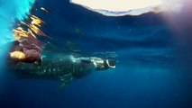 Tiburones ballena en Riviera Maya