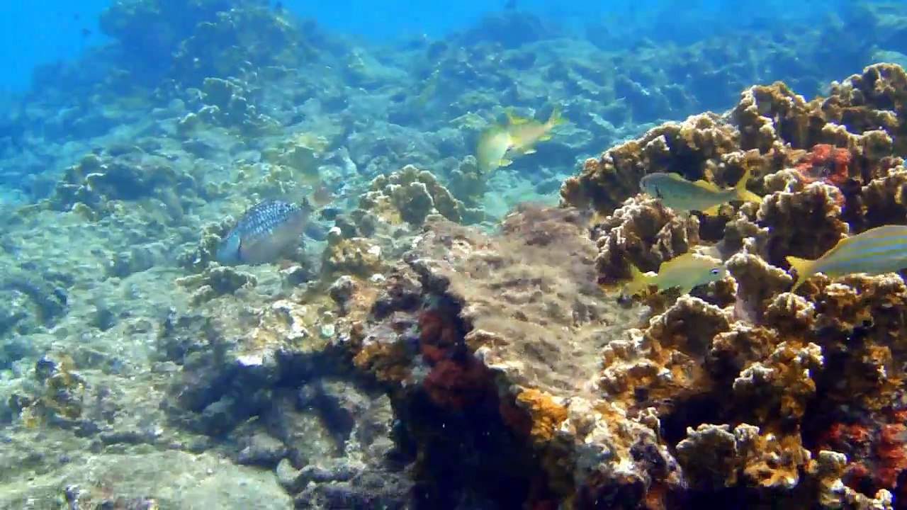 Bonaire snorkel sites